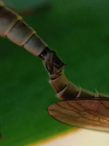Réf. 329 365 : Philonicus albiceps